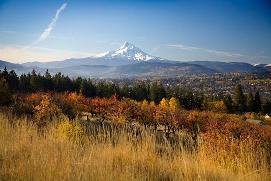 Fresh Hop Ale and More at the Hood River Hops Fest | GreatBeerNow.com